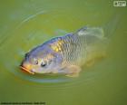 A carpa comum ou carpa é um peixe de água doce