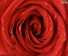 Detalhe de rosa vermelha