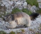 A Marmota Alpine é o maior roedor da Europa