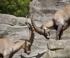 Dois íbex ou íbex-dos-alpes durante um combate com chifres