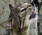 O gato bebe água