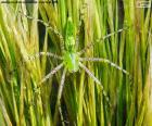 A aranha lince verde é geralmente verde com manchas pretas nas pernas