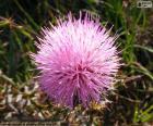 Bela flor-de-rosa da Mimosa borealis um arbusto nativo da América do Norte