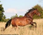 Cavalo castanho correndo