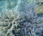 Um coral marinho, um pólipo, que vive em colônias no fundo do mar mares tropicais