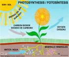 Fotossíntese é o processo pelo qual as plantas fazem comida de luz, água, nutrientes e dióxido de carbono