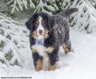 Um filhote de cachorro de Boiadeiro de Berna na neve