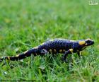 A salamandra de fogo é uma espécie de hábitos terrestres, a sua pele é característica de cor negra com manchas amarelas