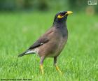 Acridotheres tristis é uma espécie de mainá, são uma ave onívora nativa da Ásia