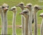 Grupo de avestruzes