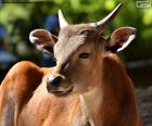 O bantengue é uma espécie de boi selvagem nativa das florestas de montanha do sudeste da Ásia