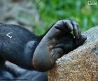 Pés de gorila também são semelhantes aos seres humanos com cinco dedos, mas os gorilas podem agarrar coisas com elas.