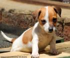 Um bonito filhote de Jack Russell Terrier