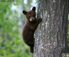 Um filhote de urso marrom escala uma árvore com sua mãe assistindo de baixo