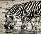 Três zebras lindas bebendo água em uma lagoa no meio da savana