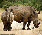 Dois grandes rinocerontes no meio de uma estrada na savana africana