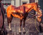 Piloto seu cavalo de lavagem depois de uma caminhada pelo campo