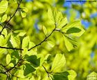 As belas folhas verdes de uma árvore