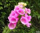 Lindas flores cor de rosa da Nova Zelândia