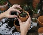 Jardineiro em sua estufa para plantio de cactos em vasos pequenos