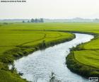 Rio entre campos de arroz