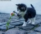 Um gatinho brincando com uma planta