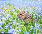 Uma tâmia pequeno no meio de um campo de flores azuis