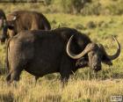 O búfalo-africano vive em florestas e savanas da África subsahariana