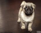 Filhote de pug