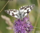 Melanargia galathea borboleta, podem ser encontrados em dos prados da Europa, Ásia e norte da África