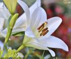 Lírio asiático branco, com flores recém abertas e botões por abrir