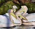 Quatro pelicanos rosa na água