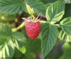 Framboesas podem ser encontradas em muitos arborizado áreas no final do verão ou no início de outono