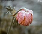 Uma flor pobre congelada no inverno