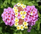 A Lantana camara é uma flor nativa das regiões tropicais e subtropicais da América Central e do Sul