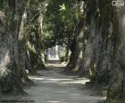 Grandes árvores do jardim botânico do Rio de Janeiro, Brasil