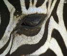 Olho de zebra