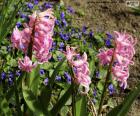 Uma bela cor-de-rosa em Jacinto de primavera