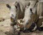 Rinoceronte de comer