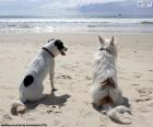 Dois cães na praia olhando o mar