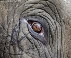 Os elefantes têm olhos muito pequenos em comparação com seu tamanho grande