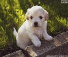 Filhote de cachorro Shih-poo