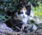 Um gatinho bonito escondido debaixo de uma árvore