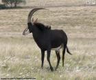 A palanca-negra é um animal de tamanho grande, com uma visão, a audição e o cheiro muito refinado, ao vivo em grandes savanas africanas