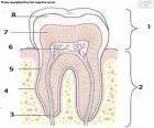 Os dentes são uma das partes mais importantes que o nosso corpo tem. Eles estão dentro de nossas bocas e nós os usamos especialmente para mastigar, esmagar, a comida que comemos