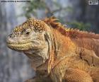 A iguana-terrestre-das-galápagos é um dos répteis emblemáticos das Ilhas Galápagos