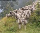 Rebanho dos carneiros