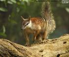 O numbat é um mamífero pequeno, em perigo