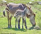 Imagem agradável de uma zebra do bebê com sua matriz