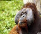 Face de um orangotango masculino